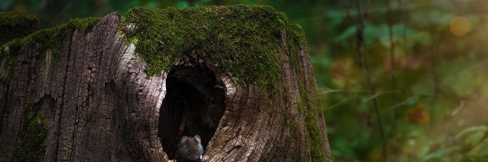 old stumps attract critters