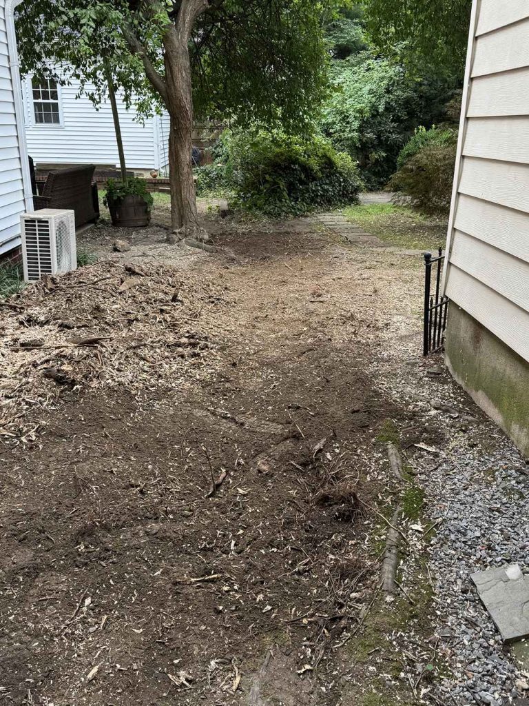 Haddonfield Stump Removed