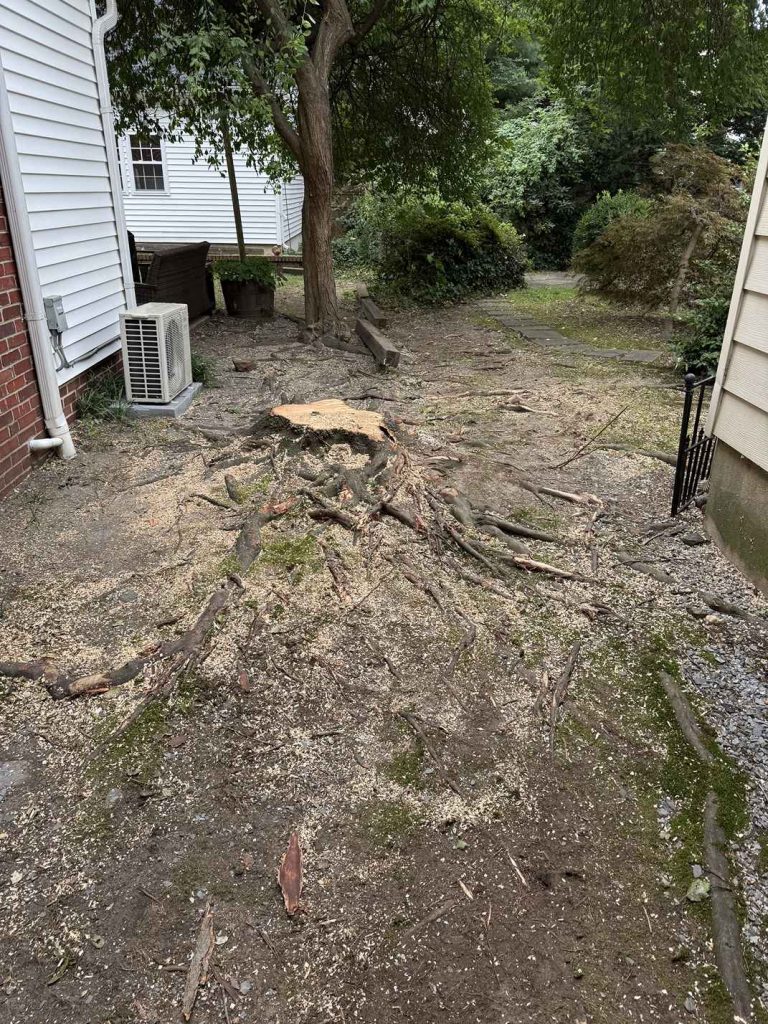 Haddonfield Tree Stump